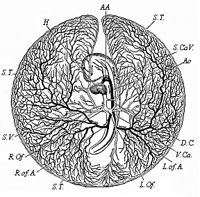 Fig.201. Vitelline vessels in the germinative area of a chick-embryo, at the close of the third day of incubation.