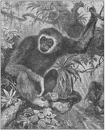 Fig.203. Lar or white-handed gibbon (Hylobates lar or albimanus), from the Indian mainland.