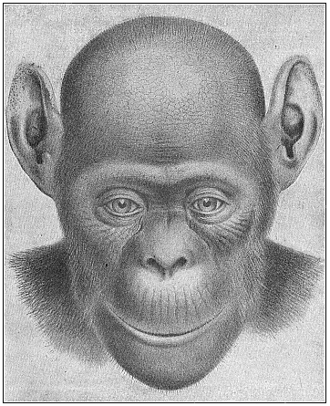 Fig.206. The bald-headed chimpanzee (Anthropithecus calvus). Female.