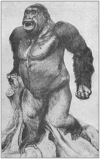 Fig.209. Male giant-gorilla (Gorilla gigas), from Yaunde, in the interior of the Cameroons. Killed by H. Paschen, stuffed by Umlauff.