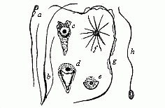 Fig.21 Spermatozoa or spermidia of various animals.