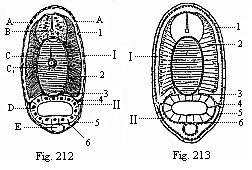 Fig.212. Transverse section of an Amphioxus-larva, with five gill-clefts, through the middle of the body. Fig. 213. Diagram of the preceding.