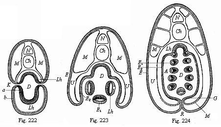 Figs. 222-224. Transverse sections of young Amphioxus-larvae.