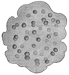 Fig.227. Aphanocapsa primordialis.