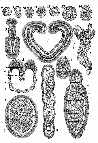 Fig.233. Modern gastræads. Fig. 1. Pemmatodiscus gastrulaceus (Monticelli), in longitudinal section. Fig. 2. Kunstleria gruveli (Delage), in longitudinal section. (From Kunstler and Gruvel.) Figs. 3-5. Rhopalura Giardi (Julin): Fig. 3 male, Fig. 4 female, Fig. 5 planula. Fig. 6. Dicyema macrocephala (Van Beneden). Fig. 7-15. Conocyema polymorpha (Van Beneden): Fig. 7 the mature gastræad, Fig. 8-15 its gastrulation.