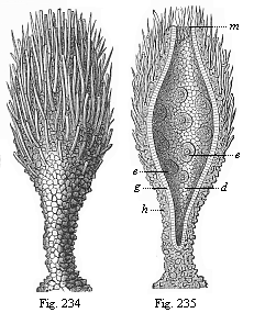 Figs. 234 and 235. Prophysema primordiale, a living gastraead.