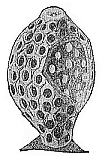 Fig.238. Olynthus, a very rudimentary sponge.