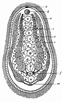 Fig.239. Aphanostomum Langii (Haekel), a primitive worm of the platodaria class, of the order of Cryptocoela or Acoela.