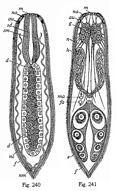 Fig.240. A simple turbellarian (Rhabdocoelum). Fig. 241. The same, showing the other organs.