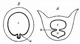 Fig.246. Transverse section of the branchial gut.