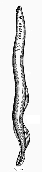 Fig.247. The large marine lamprey (Petromyzon marinus).