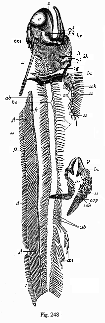 Fig.248. Fossil Permian primitive fish (Pleuracanthus Dechenii), from the red sandstone of Saarbrücken.