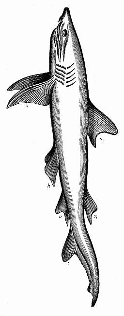 Fig.250. Fully-developed man-eating shark (Carcharias melanopterus), left view.