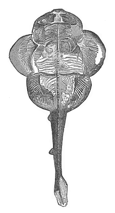 Fig.251. Fossil angel-shark (Squatina alifera) from the upper Jurassic at Eichstätt.