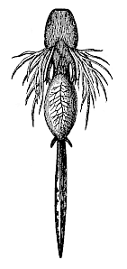 Fig.261. Larva of the Spotted Salamander (Salamandra maculata), seen from the ventral side.