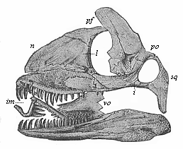 Fig.266. Skull of a Permian lizard (Palaehatteria longicaudata).