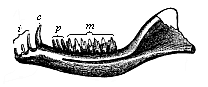 Fig.268. Lower jaw of a Primitive Mammal or Promammal (Dromatherium silvestre) from the North American Triassic.