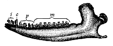 Fig.271. Lower jaw of a Promammal (Dryolestes priscus), from the Jurassic of the Felsen strata.