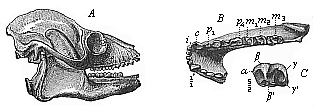 Fig.274. Skull of a fossil lemur (Adapis parisiensis,), from the Miocene at Quercy.