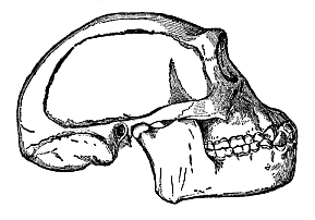 Fig.283. Skull of the fossil ape-man of Java (Pithecanthropus erectus), restored by Eugen Dubois.