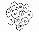 Fig.285. Epidermic cells of a human embryo of two months.