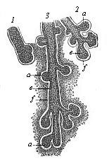 Fig.286. Rudimentary lachrymal glands from a human embryo of four months.