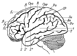 Fig.293. The human brain, seen from the left.