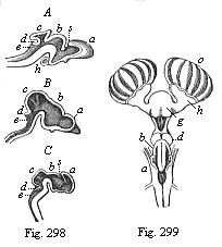 Fig.298. Brain of three craniote embryos in vertical section. Fig. 299. Brain of a shark (Scyllium), back view.