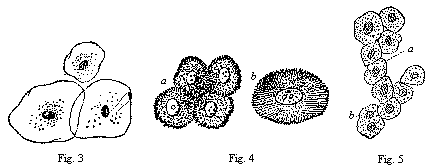 Fig.3 Three epithelial cells. Fig. 4 Five spiny or grooved cells. Fig. 5 Ten liver-cells.