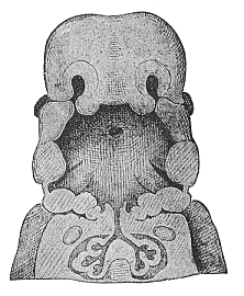 Fig.311. Frontal section of the mouth and throat of a human embryo, neck half-inch long.