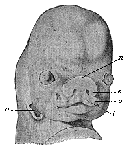 Fig.315. Face of a human embryo, seven weeks old.