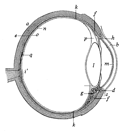 Fig.317. The human eye in section.