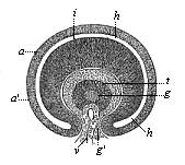 Fig.319. Horizontal transverse section of the eye of a human embryo, four weeks old.