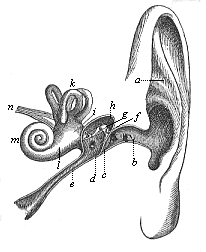 Fig.320. The human ear (left ear, seen from the front).