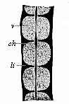 Fig.329. Three dorsal vertebræ, from a human embryo, eight weeks old, in lateral longitudinal section.