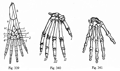 Fig.339. Skeleton of the fore leg of an amphibian. Fig. 340. Skeleton of gorilla’s hand. Fig. 341. Skeleton of human hand, back.