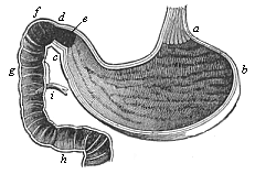 Fig.349. Human stomach and duodenum, longitudinal section.