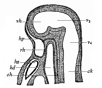 Fig.350. Median section of the head of a hare-embryo, one-fourth of an inch in length.