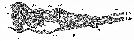 Fig.360. Transverse section of the trunk of a chick-embryo, forty-five hours old.