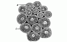 Fig.37 Cells from the two primary germinal layers.