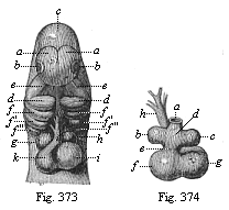 Fig.373. Heart and head of a dog-embryo, from the front. Fig. 374. Heart of the same dog-embryo, from behind.