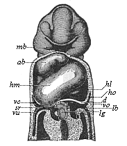 Fig.380. Frontal section of a human embryo, one-twelfth of an inch long in the neck.