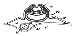 Fig.382. Transverse section of the cardiac region of the same chick-embryo (behind the preceding).