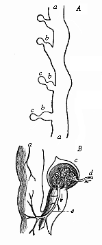 Fig.384. A, Part of the kidneys of Bdellostoma. B Portion of same, highly magnified.