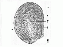 Fig.39 Gastrula of the amphioxus, seen from left side.