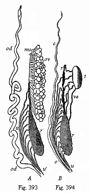 Fig.393, 394. Urinary and sexual organs of an Amphibian (water salamander or Triton). Fig. 393 of a female, 394 of a male.