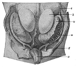 Fig.395. Primitive kidneys and germinal glands of a human embryo, three inches in length (beginning of the sixth week).