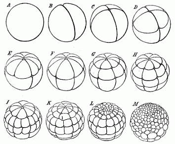 Fig.40. The cleavage of the frog’s ovum.