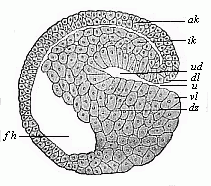 Fig. 47 Sagittal section of a hooded-embryo (depula) of triton.