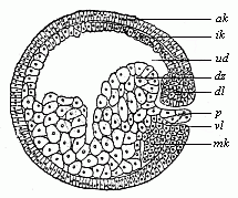 Fig. 48 Sagittal section of the gastrula of the water-salamander.